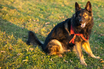 german shepherd dog in the park