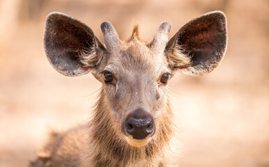 Sambar deer in Ranthambore