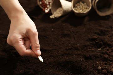 Woman planting pumpkin seeds into fertile soil, closeup. Vegetables growing