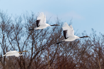 Red-crowned cranes dancing and flying at Hokkaido, Northern Japan.