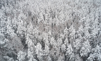 Winter forest background