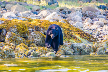 Black bears of Tofino