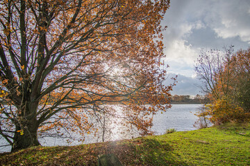 wonderful orange autumn tree at beautiful werdersee, a river in bremen in autumn with perfect sky