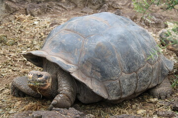 Giant tortoise of the Galapagos Islands