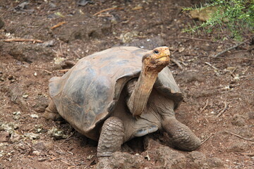 Obraz premium Giant tortoise of the Galapagos Islands