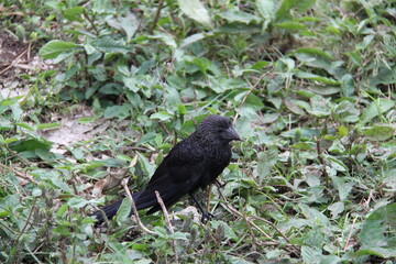 Smooth Billed Ani bird of the Galapagos Islands