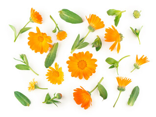 Fototapeta na wymiar Calendula. Marigold flower isolated on white background with copy space for your text.