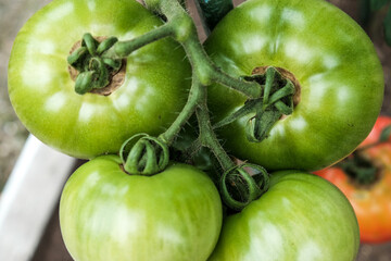 Close-up of green large tomatoes in a vegetable garden. Bio agriculture. Very tasteful tomatoes grown in the family garden, without chemicals. Family tradition of growing vegetables at home