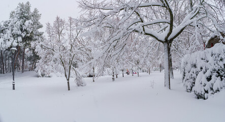 Snowscape in a park in Madrid due to the snowstorm Filomena.
