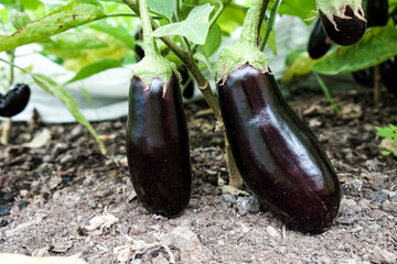 Eggplant fruits growing in the vegetable garden