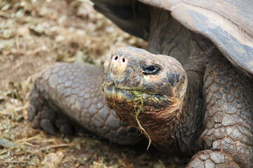 Giant tortoise of the Galapagos Islands
