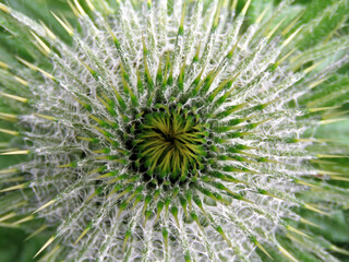 Fototapeta premium close up shot of a thistle