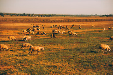 Photo of sheep eating on farmland during sunset time in rural.