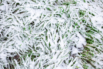 Green grass under the snow in winter. Snowfalls in the southern regions