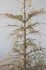 Used crumbling tree. Dried Christmas tree after the holidays without needles