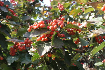 Close view of berries of Sorbus aria in September