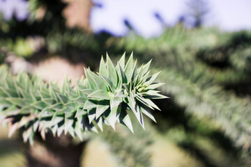 Naklejka na ściany i meble Araucaria large needle tree, araucaria close-up