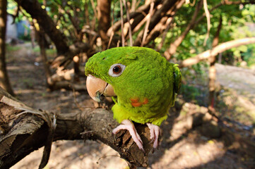 green winged macaw