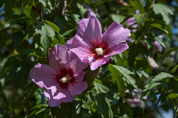 Close-up of single sweet white and pink flowers of hibiscus or rosa sinensis, blooming on branches with green leaves, Sofia, Bulgaria  