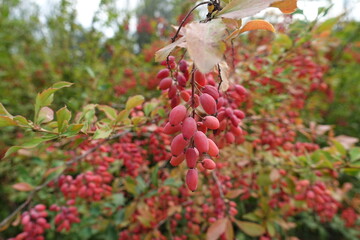 Closeup of red berries of Berberis vulgaris in September