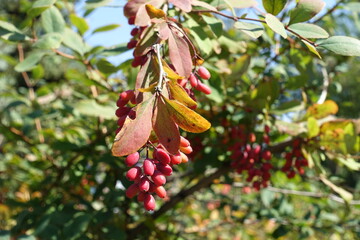 Group of red berries of Berberis vulgaris in September