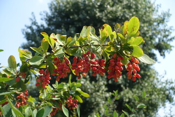 Horizontal branch of Berberis vulgaris with red berries in September