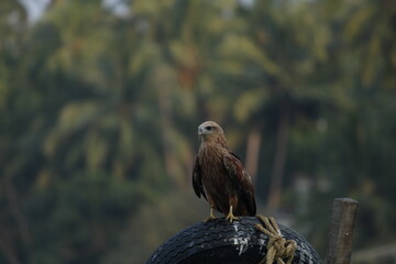 An eagle sitting.