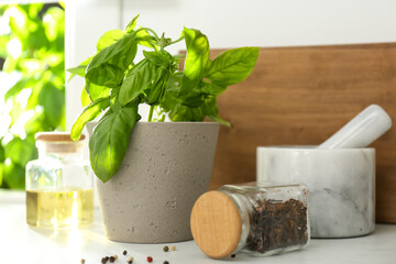Fresh green basil in pot on countertop in kitchen