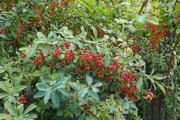 Leafage and red berries of Berberis vulgaris in September