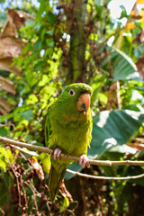 blue and yellow macaw