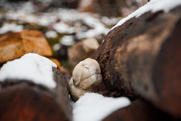 Beautiful bunny, hidden between the trees.