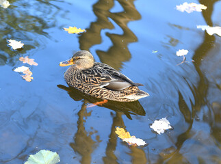 Mallard (Anas platyrhynchos), dabbling duck, female, in autumn pond