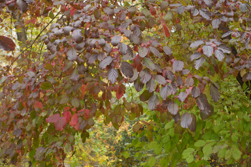 Purple, red and green leafage and black berries of common dogwood in October