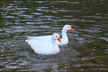 hermoso patos blancos bañandose en el rio y nadando