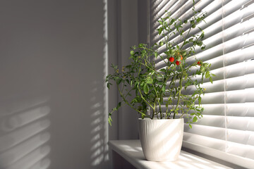 Tomato plant in pot on window sill indoors. Space for text