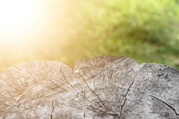 cross section of tree trunk. Copy space gray wood texture on blurred nature background with flare...