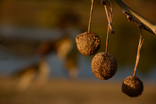 Sycamore tree spiky balls of seeds in the Golden Hour during sunset