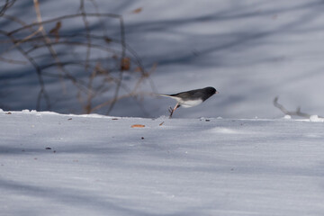 Dark-eyed Junco in Snow