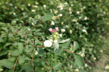 Little pink flowers of common snowberry in July