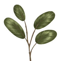 Green leaf isorate on background. for template and decorate your artwork.to be greeting card or prop for about organic product. Create by digital painting and illustration.