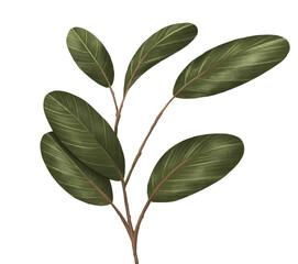 Green leaf isorate on background. for template and decorate your artwork.to be greeting card or prop for about organic product. Create by digital painting and illustration.