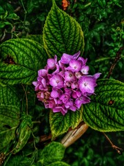 pink and white flowers