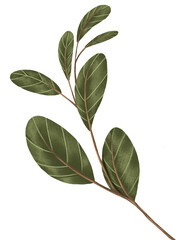 Green leaf isorate on background. for template and decorate your artwork.to be greeting card or prop for about organic product. Create by digital painting and illustration.