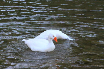 hermoso patos blancos bañandose en el rio y nadando