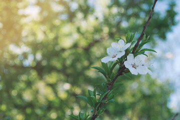 Blooming flowers on apple tree. Spring sunny day with blue sky.