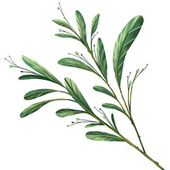 Bouquet of leaves. On white background. For decorate your design with template. Create by digital painting and illustration.