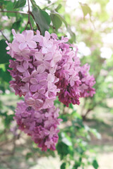 Beautiful blooming lilac tree flowers. Spring garden. Sunny natural composition.