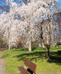 Cherry Tree in full bloom with a bench in the foreground.