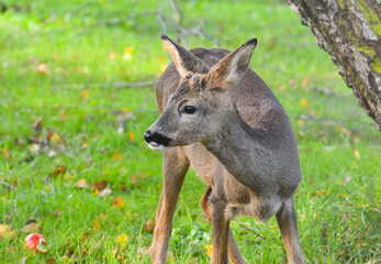 Jeune chevreuil surpris pendant sa cueillette.