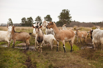 Goats and goatling stand on a field. Autumn landscape. Five pines on a background. 